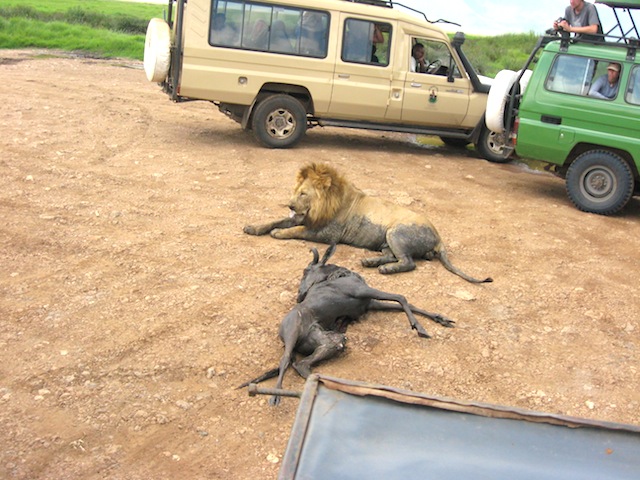 Löwe im Ngorongoro-Krater